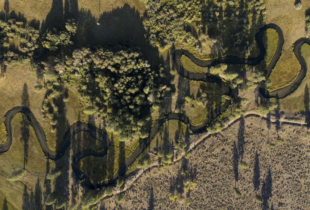 top view of a winding road and trees