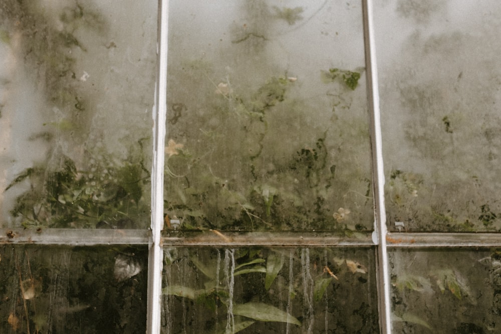 green leafed plants outside glass window