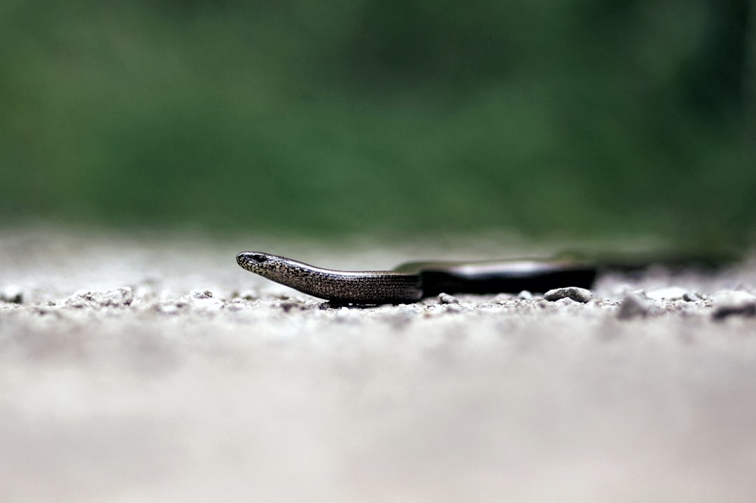 brown snake ona gray floor