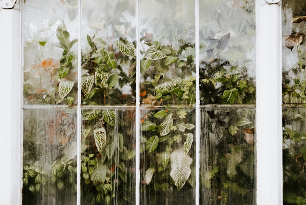 green leafed plants beside wall