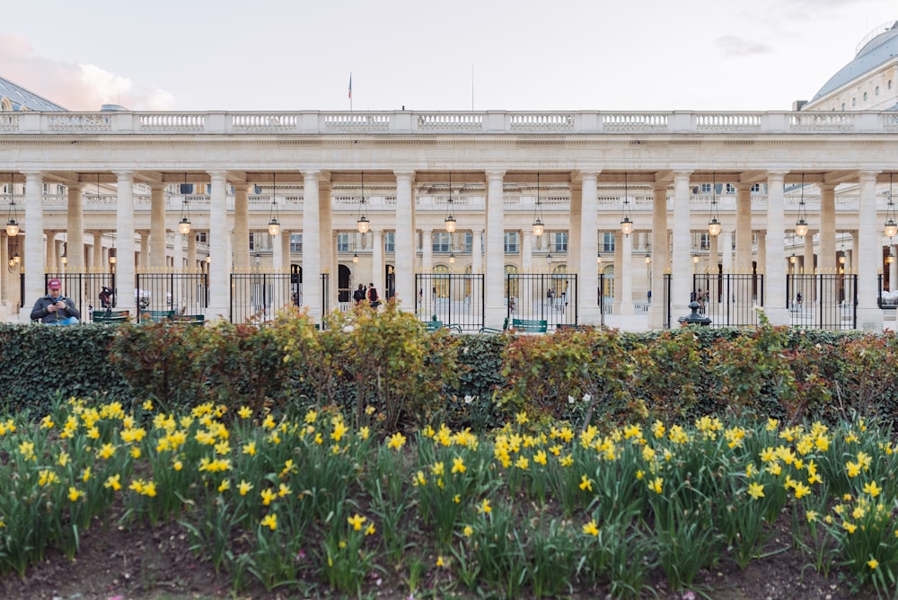 field of yellow flowers beside white concrete structure