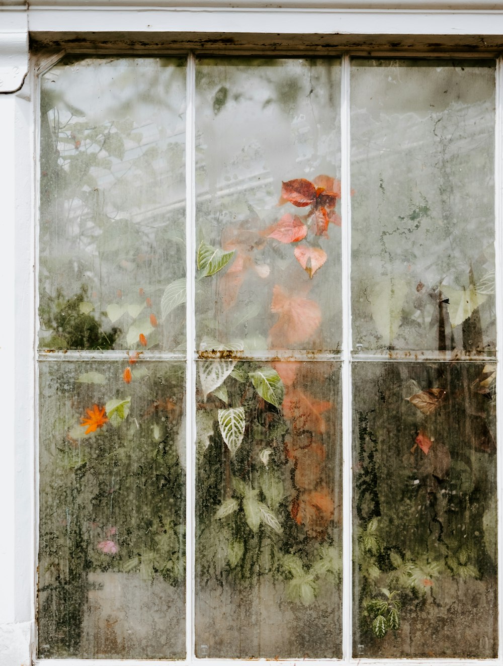 plants behind windowpane