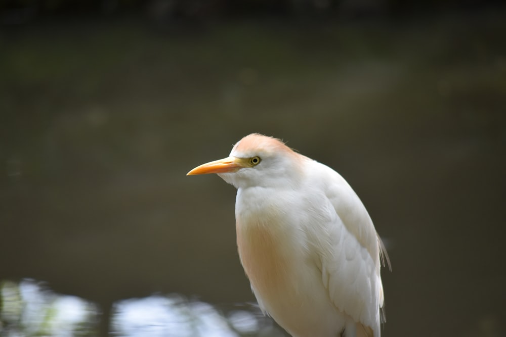 white coated bird