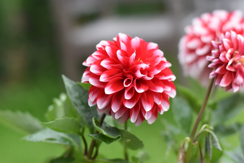 shallow focus photography of red flowers