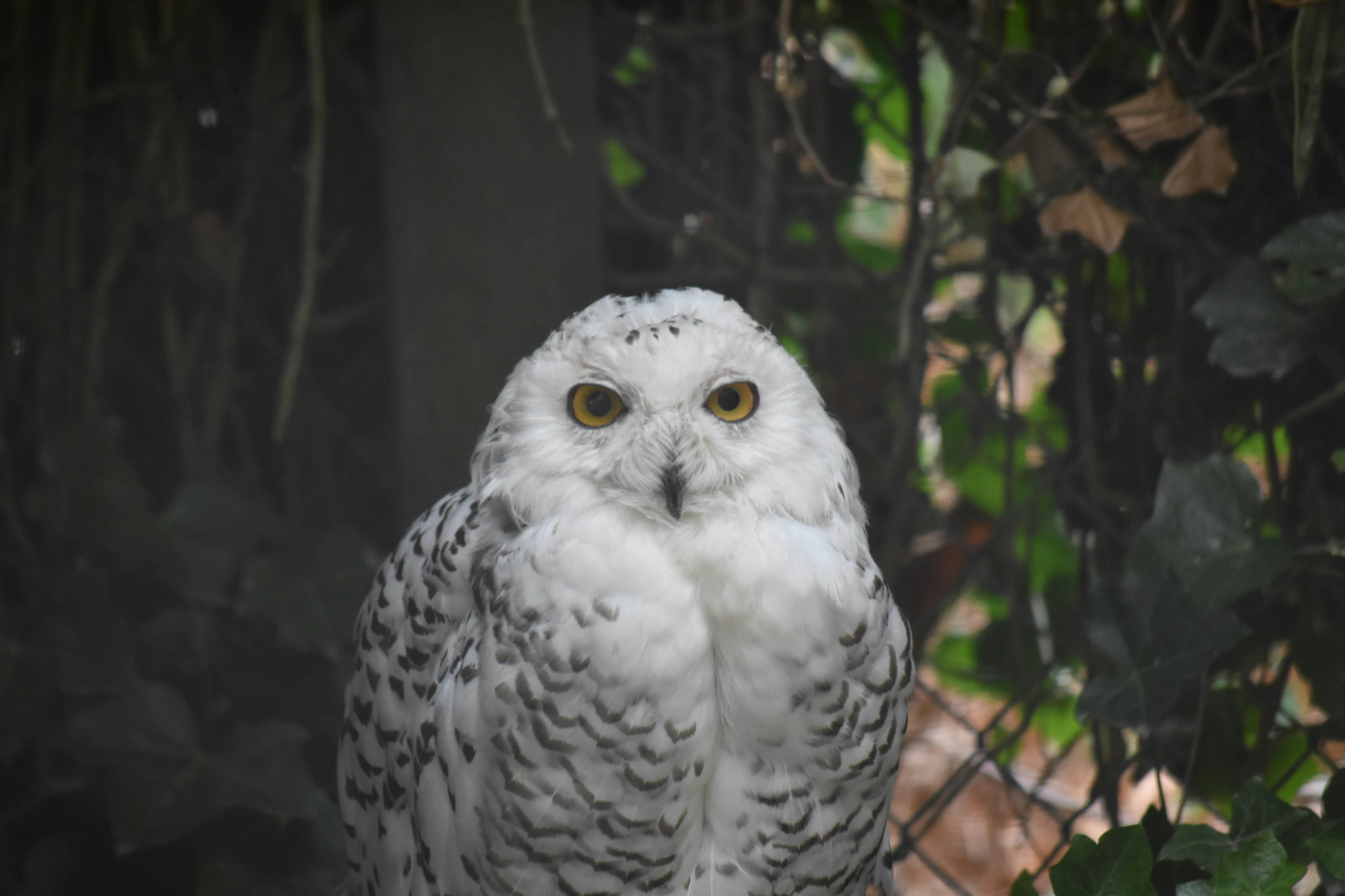 白いフクロウのクローズ アップ写真の写真 Unsplashで見つけるグレーの無料写真