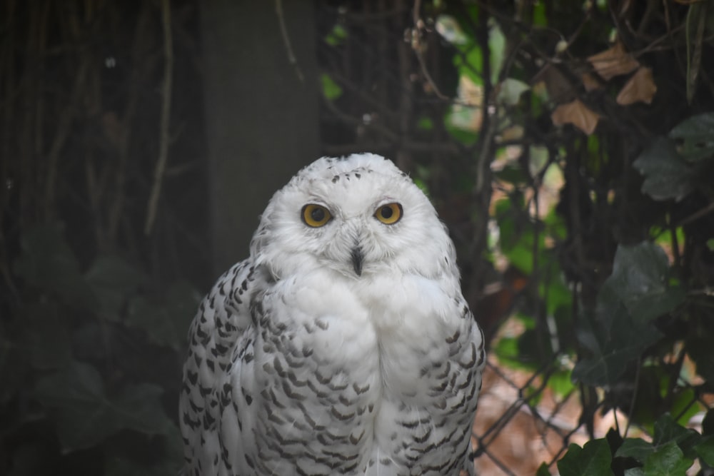 closeup photo of white owl