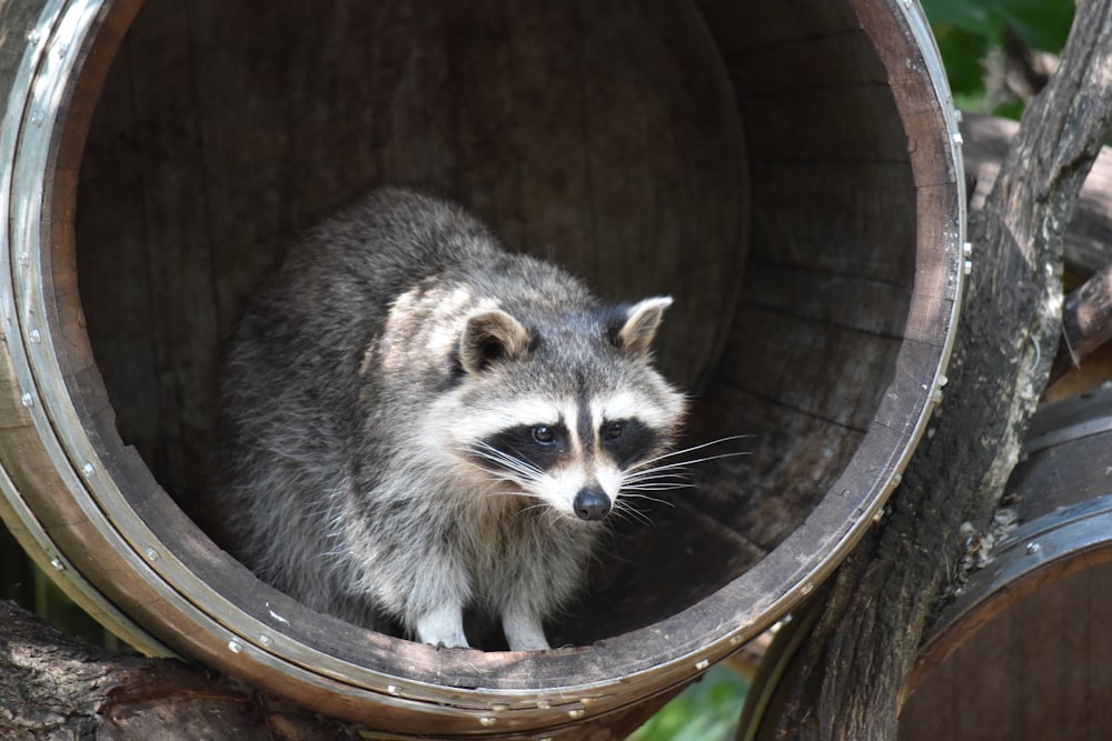 gra raccoon animal