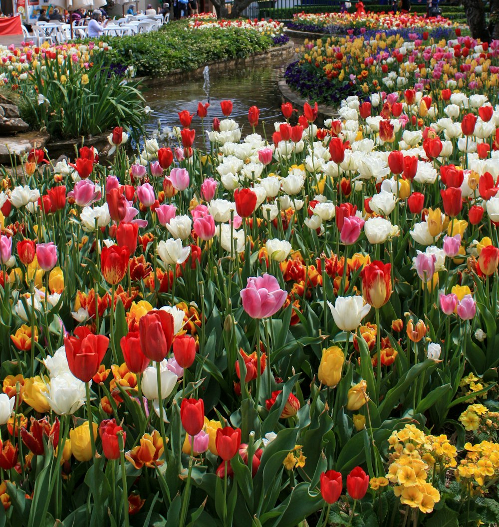 bed of red, white and yellow flower