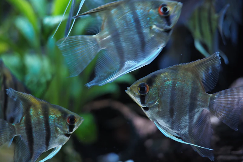 A silver angelfish in an aquarium