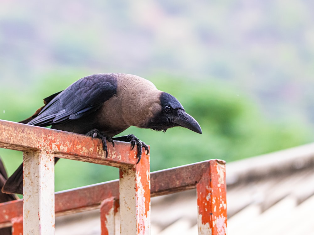 brown and black bird