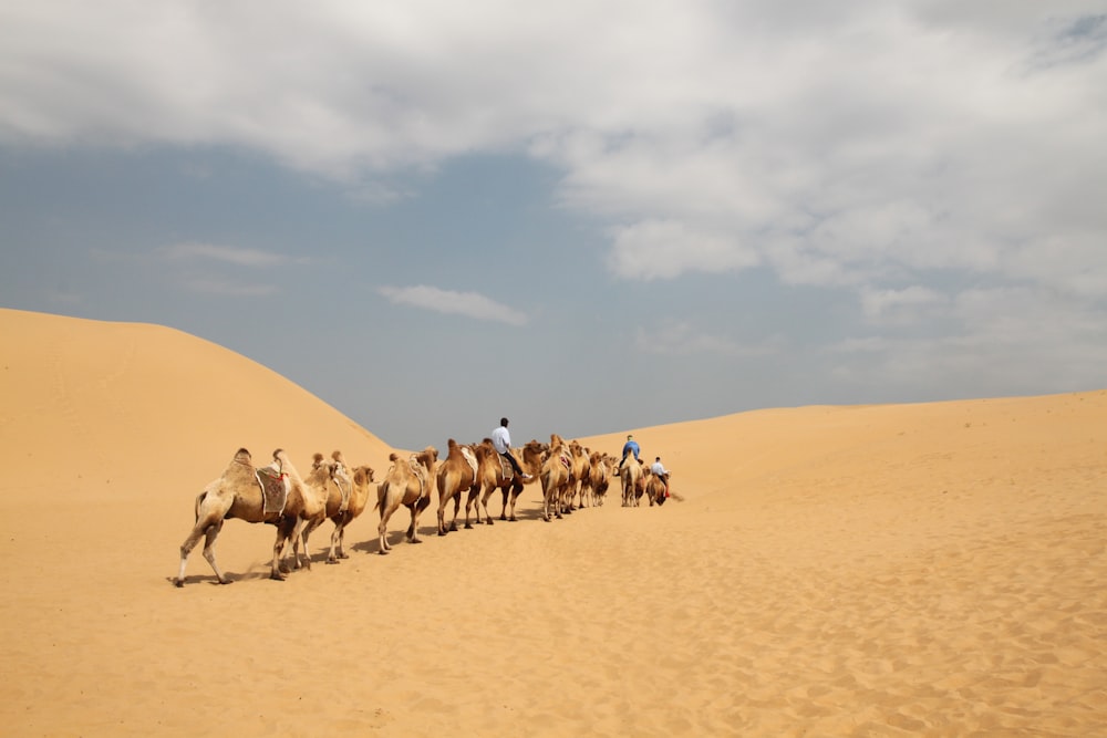 person riding camel