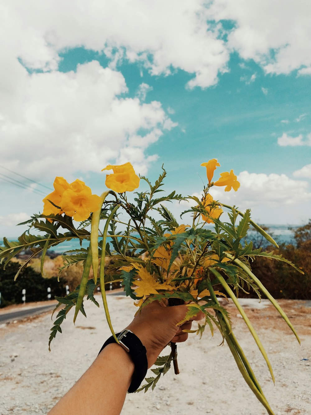 person holding yellow flower