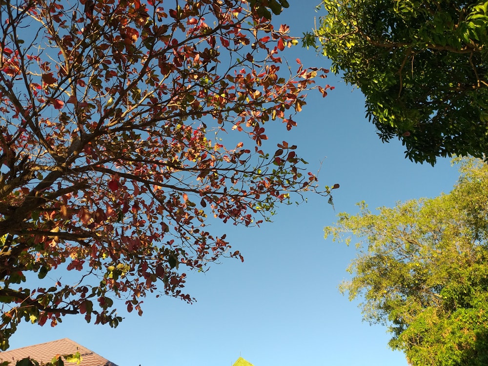 low angle view of trees under blue sky