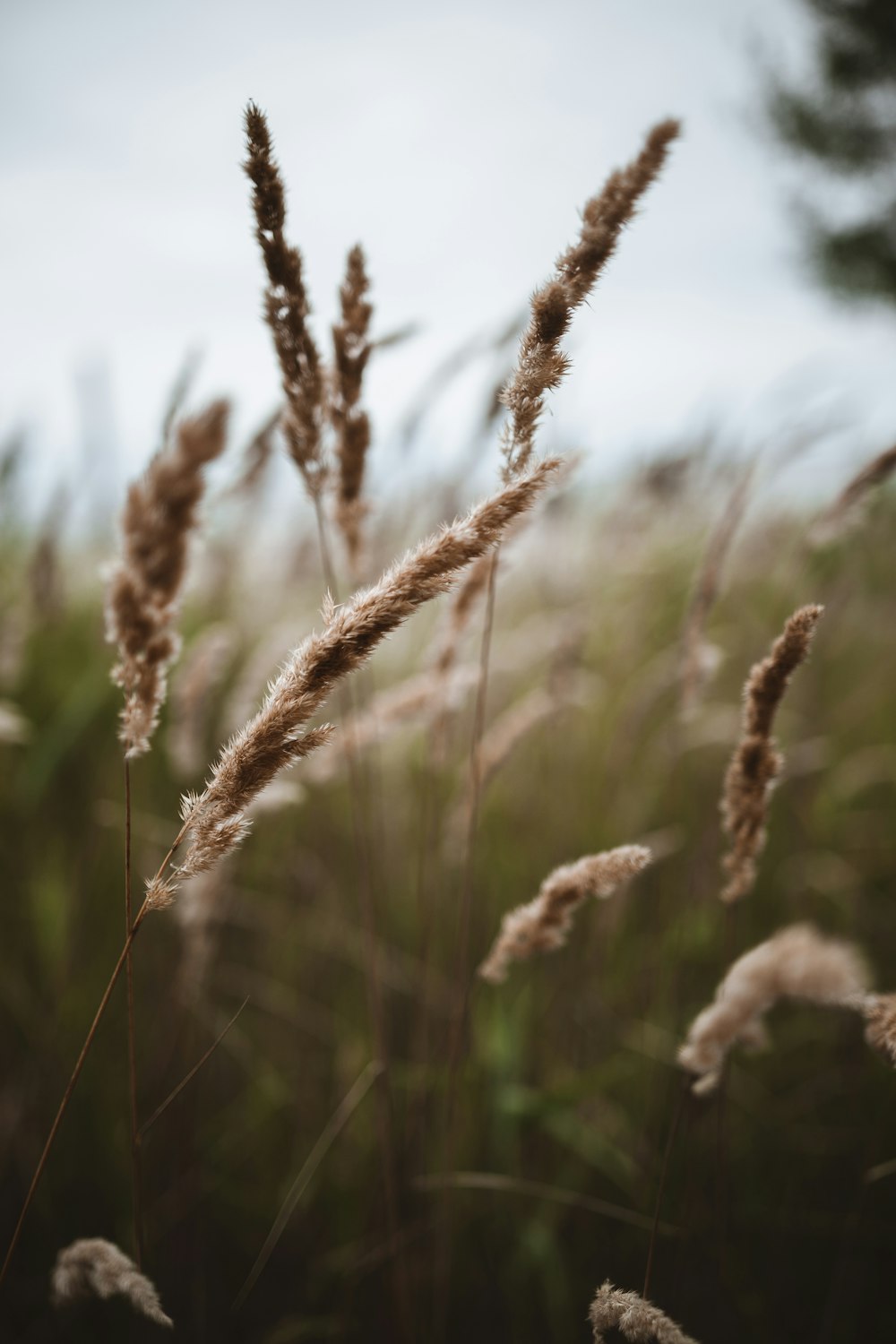 closeup photo of plants