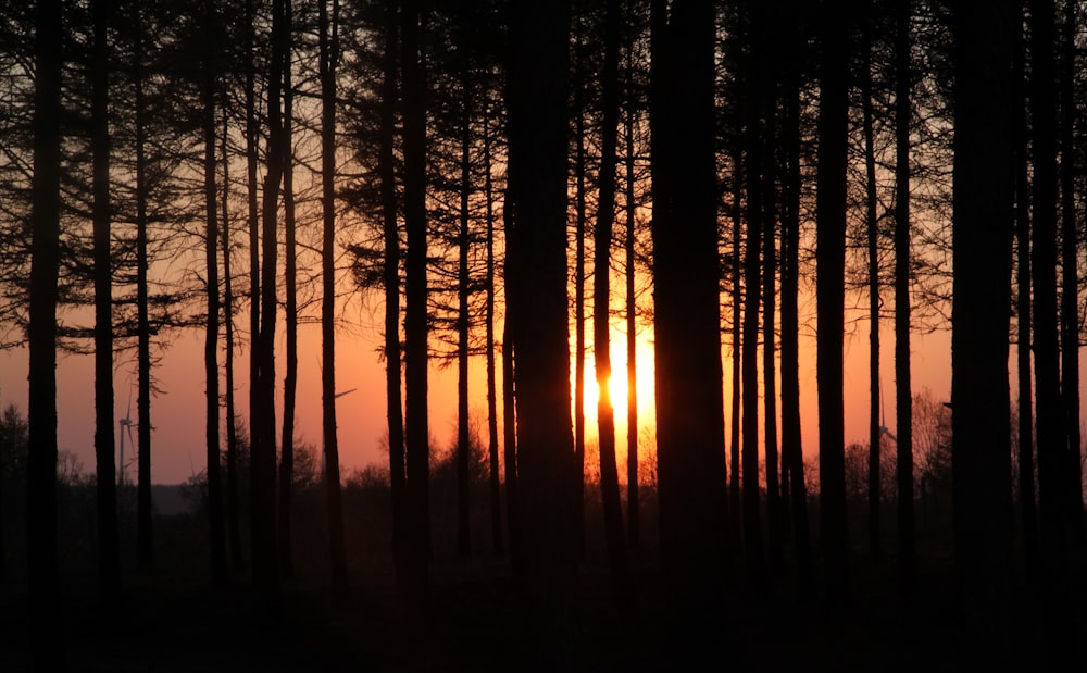 silhouette photo of tall trees