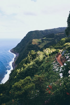 green trees on clidd