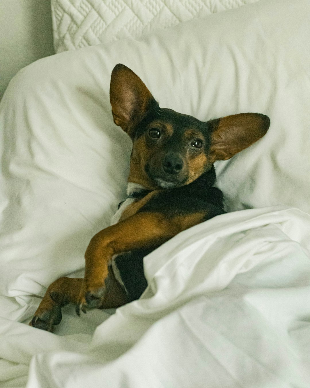 brown and black coated dog on bed