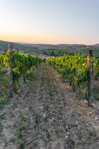 A sunlit vineyard with rows of grapevines stretching towards a rustic stone winery building.