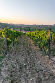 A picturesque vineyard with rows of grapevines stretching into the distance, supported by wooden posts. The landscape is bathed in the warm glow of a setting sun, with a serene countryside and rolling hills visible in the background.