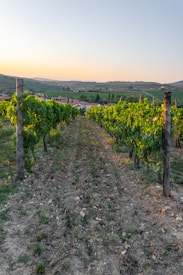 A picturesque vineyard with rows of grapevines stretching into the distance, supported by wooden posts. The landscape is bathed in the warm glow of a setting sun, with a serene countryside and rolling hills visible in the background.