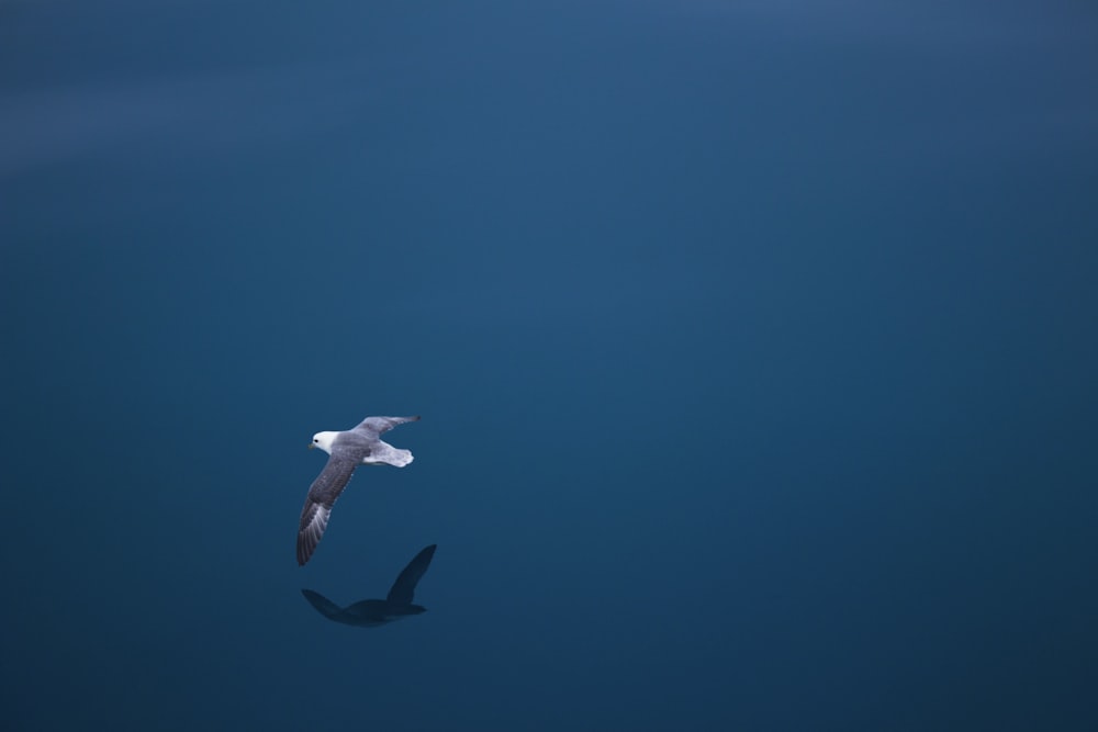 bird flying above body of water