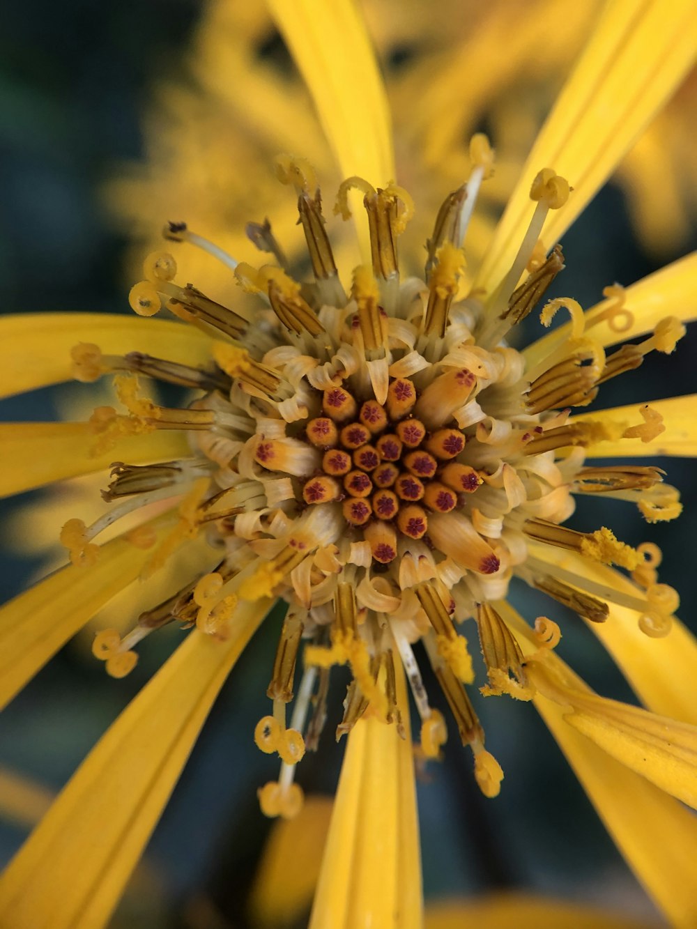 yellow petaled flower