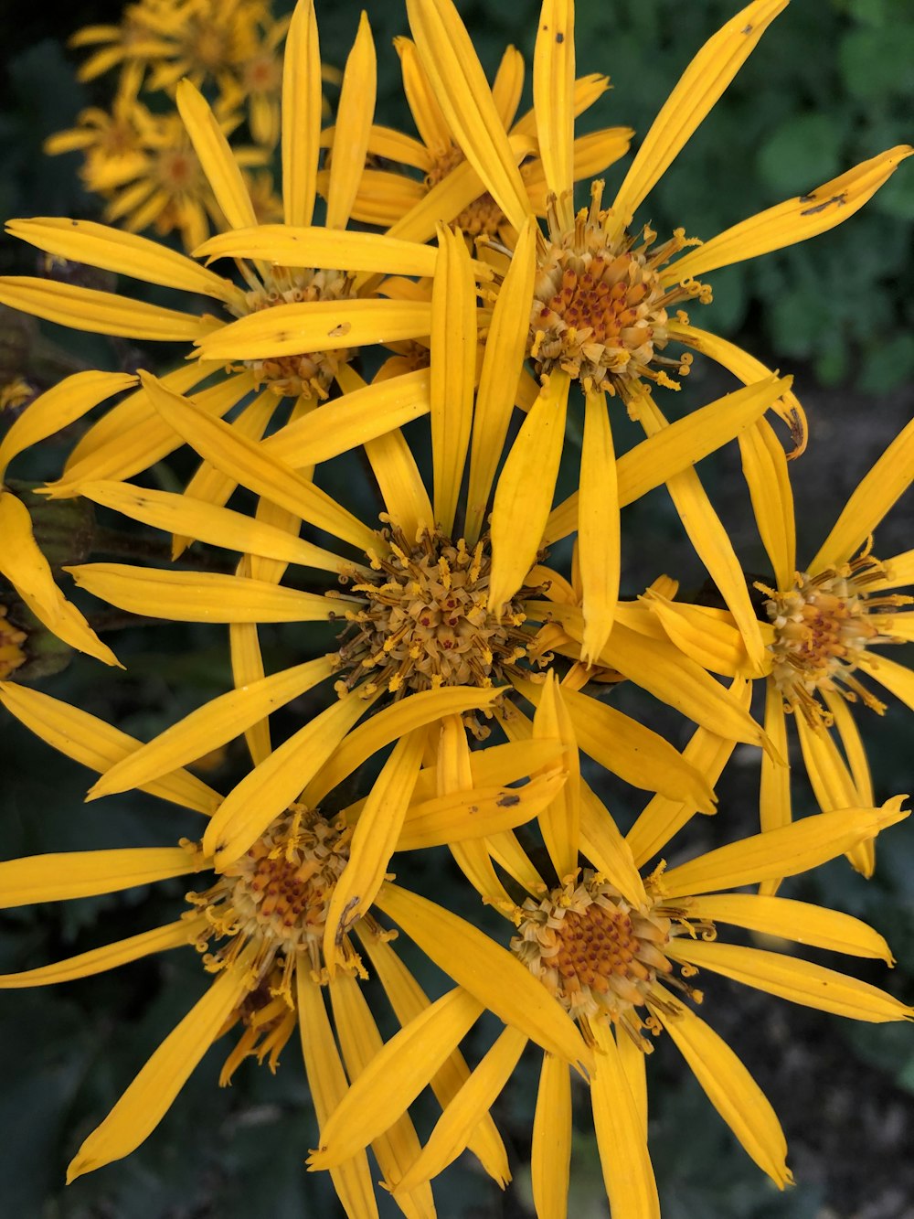 fleur à pétales jaunes