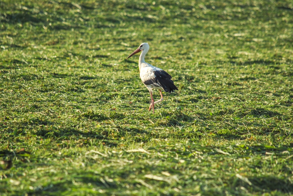 white and black bird on grass