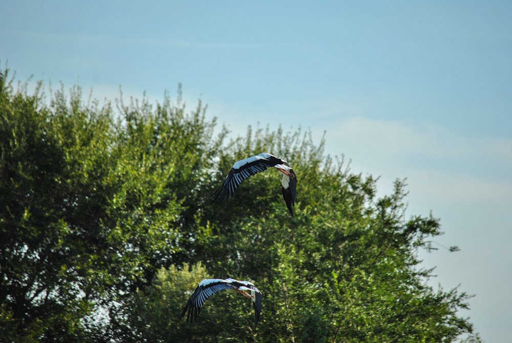 two birds flying near tree