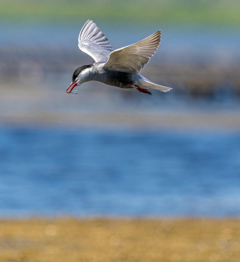 gray bird at daytime