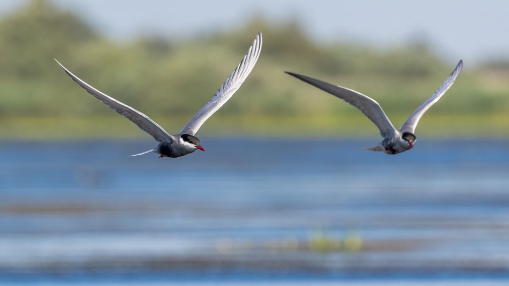 time-lapse photography of two birds in flight