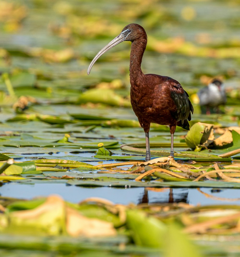 brauner und schwarzer Vogel auf Blättern