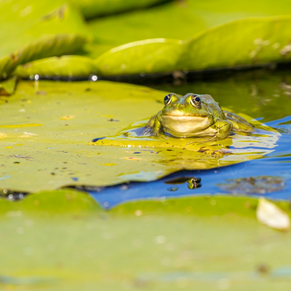 green frog illustration