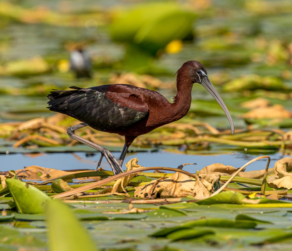 brown and black bird on leaf