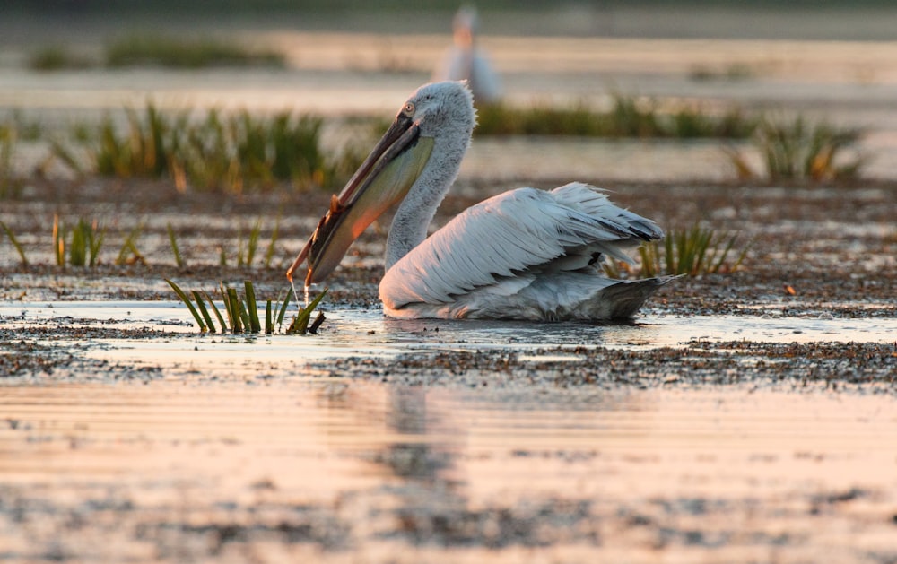 white and black pelican bird dipped on mud