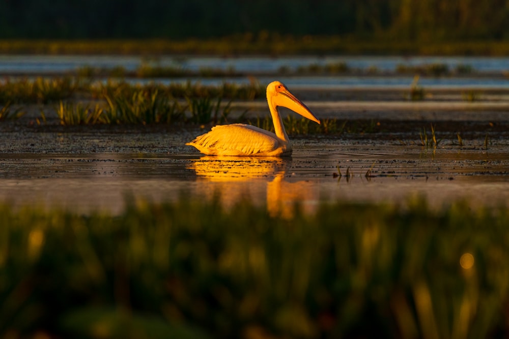 Weiße Ente auf ruhigem Wasser