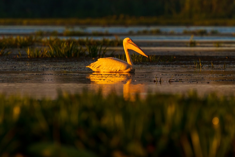 white duck on calm water