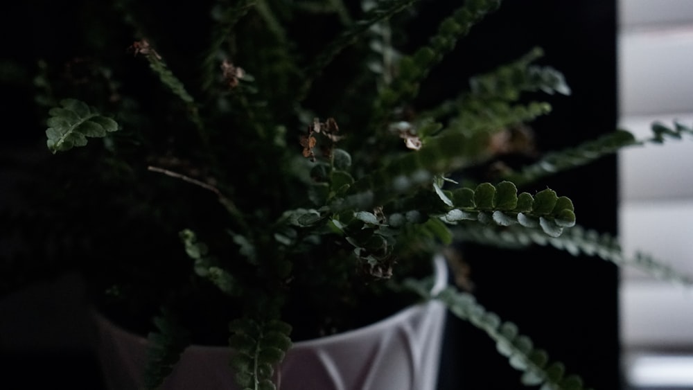 green plants in a white vase close-up photography