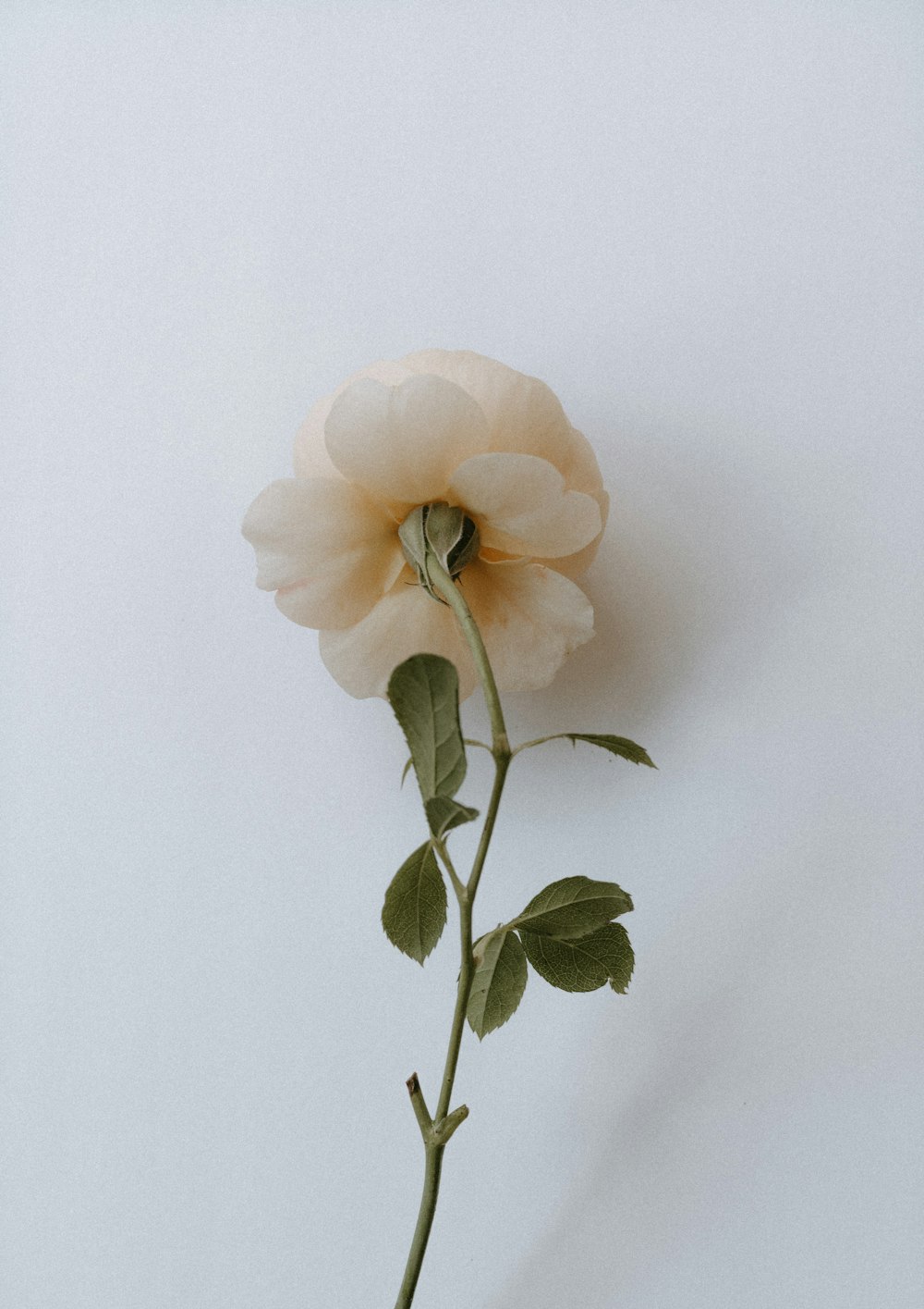 un singolo fiore con uno sfondo bianco