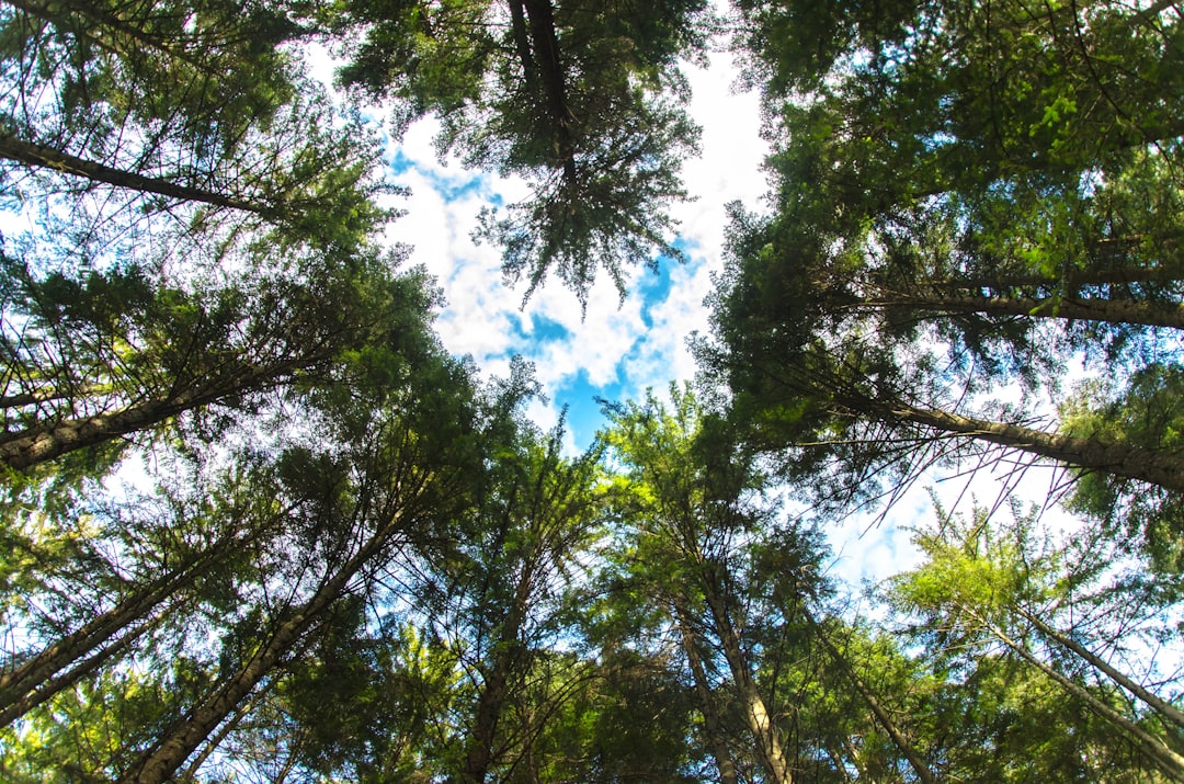 Forest photo spot Durﾄブ Harghita Mountains