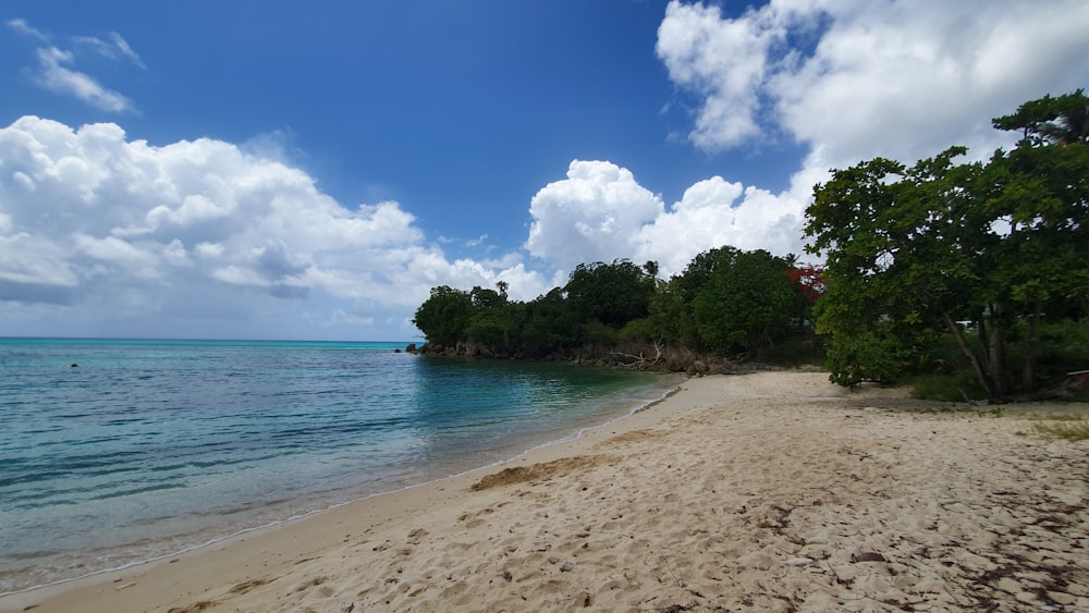 Tagsüber Sand und Bäume auf der Insel