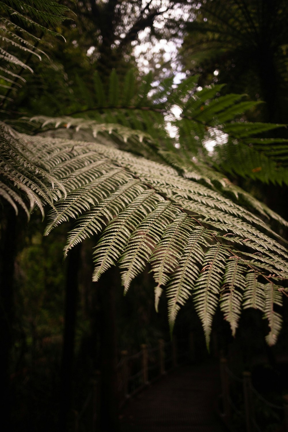 green and brown fern plant in close up photograhy