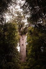 green trees