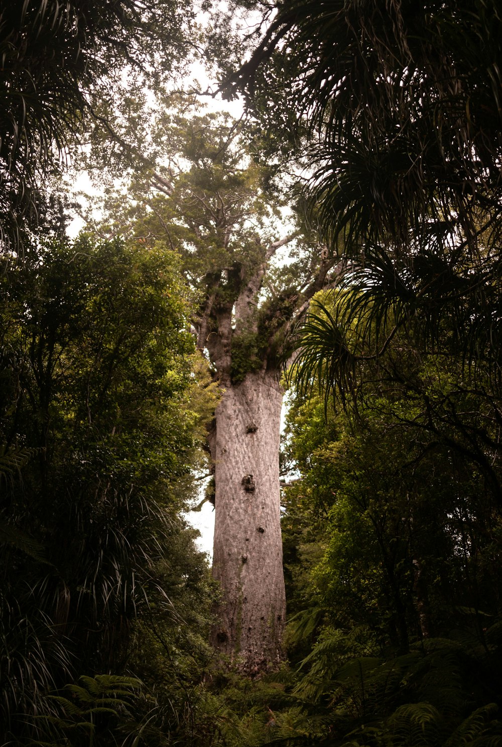 green trees