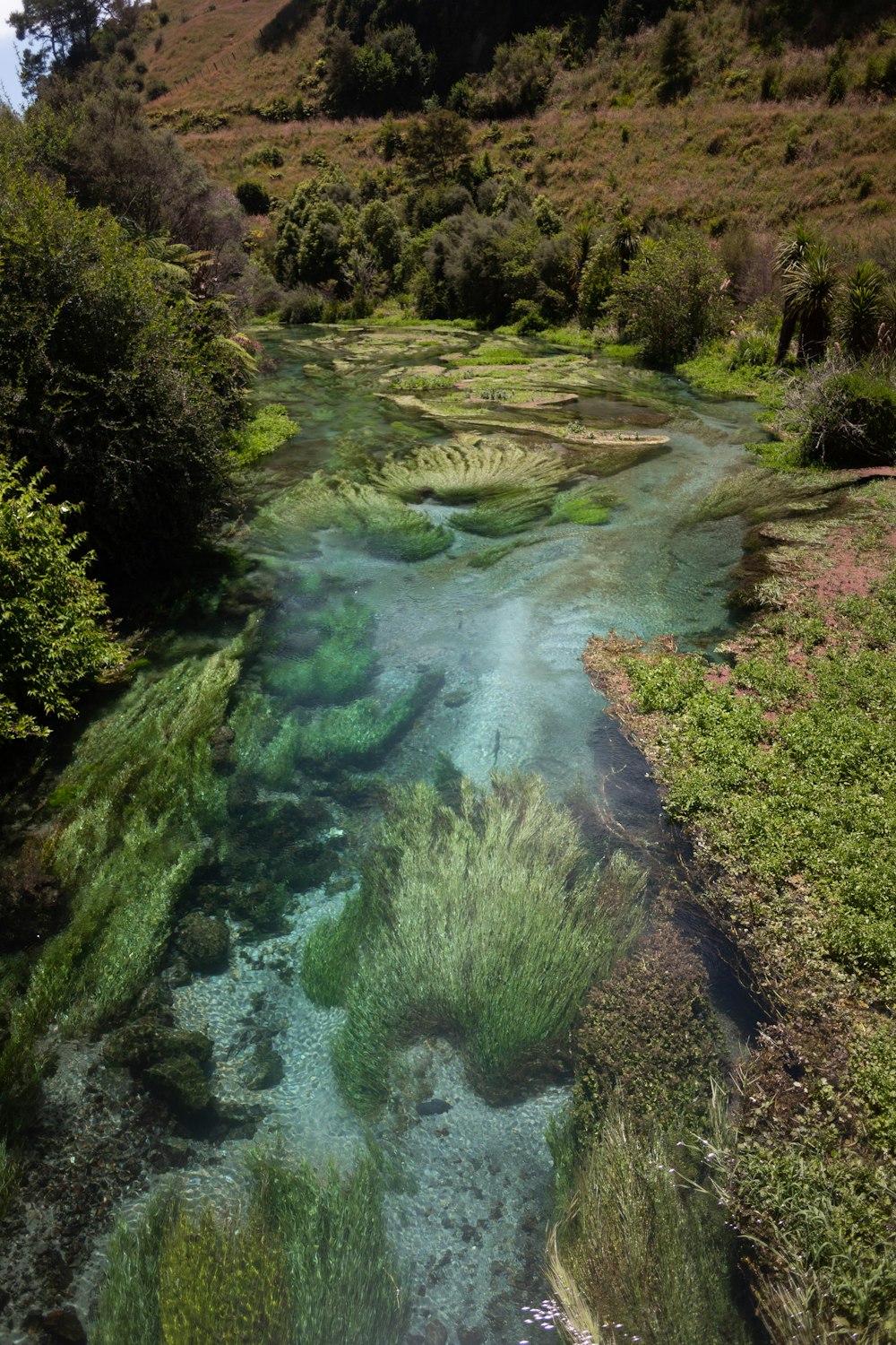 aerial photography of body of water surrounded by trees