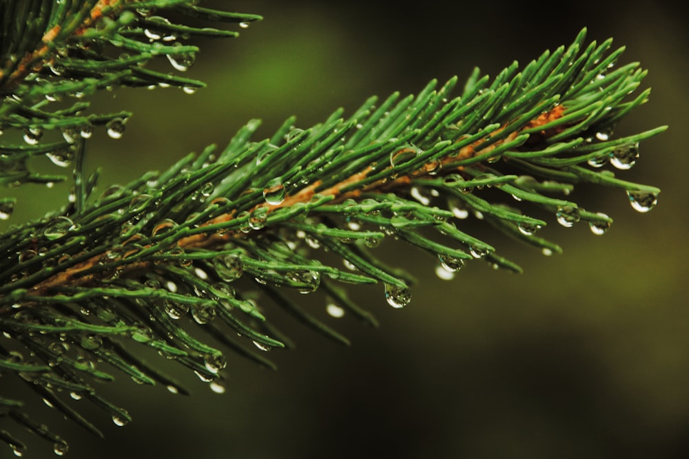 green-leafed plant