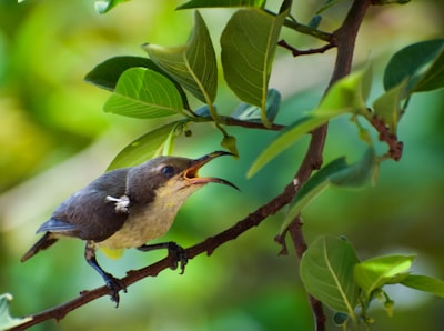 black hummingbird