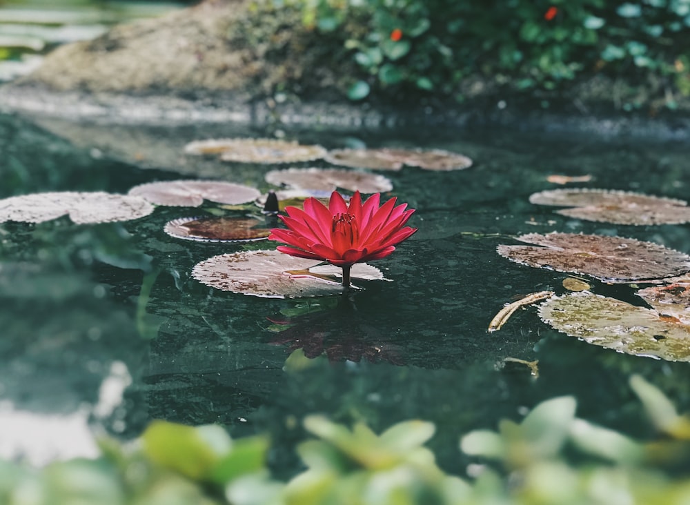 red petaled flower