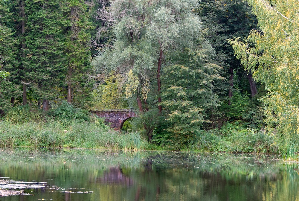 body of water beside trees during daytime