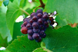 A cluster of ripe purple grapes hangs from the vine, surrounded by large, vibrant green leaves. The grapes have a glossy appearance, indicating freshness, and there is natural light highlighting parts of the foliage.